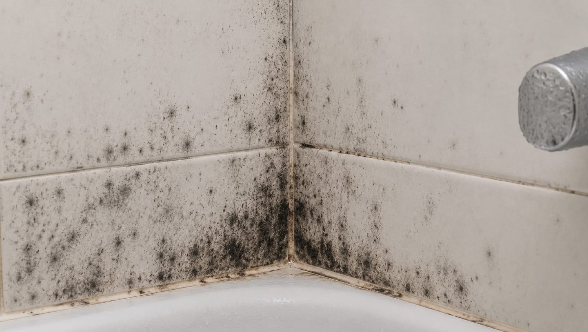 ¿Con qué puedo eliminar el moho del baño? | IA