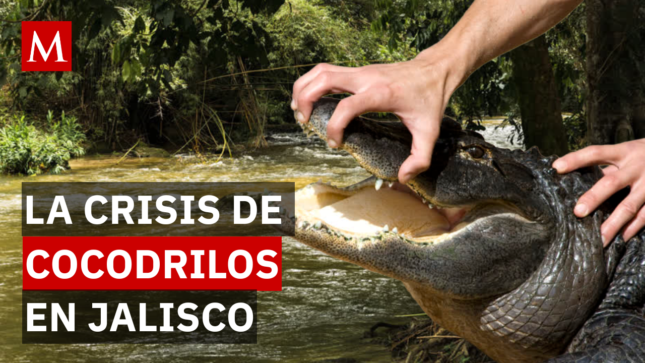 La crisis de los cocodrilos en Puerto Vallarta: ¿por qué comenzó la cacería en Jalisco?