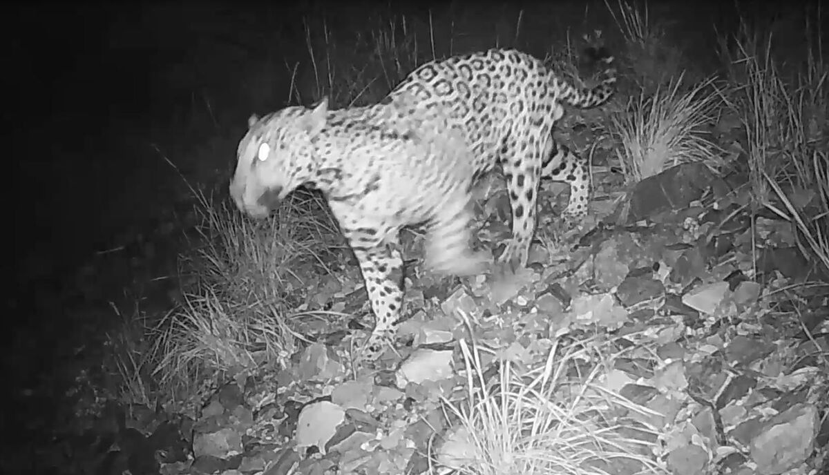 El jaguar “Cinco” fue captado nuevamente en Arizona, amenazado por la construcción de muro fronterizo | Centro para la Diversidad Biologica