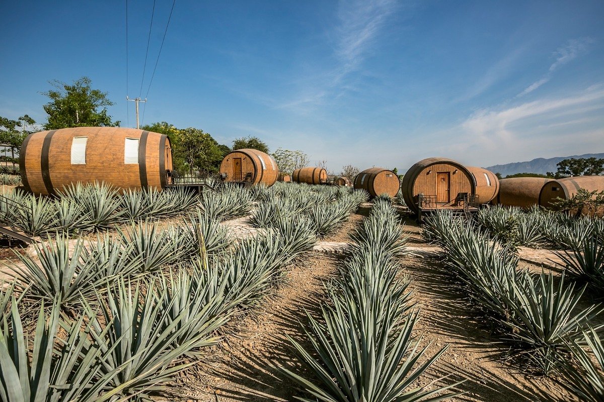 Jalisco también se distingue por ser la Tierra del tequila / Especial