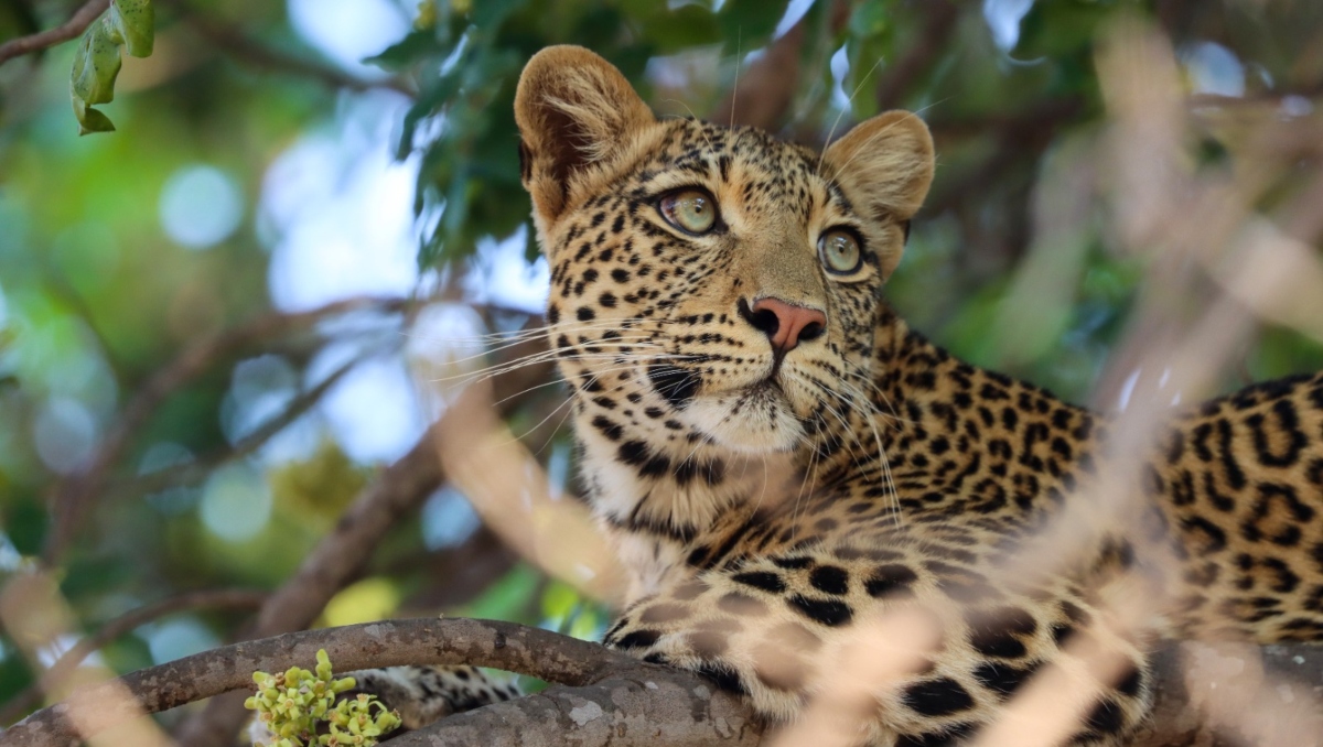 'Reino de la Sabana' serie documental de Discovery Channel que narra la supervivencia de felinos salvajes