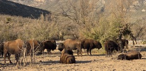 La reintroducción de bisontes impulsa la recuperación de suelos, pastizales y ciclos del agua, mientras pumas, linces y pecaríes regresan al territorio.
