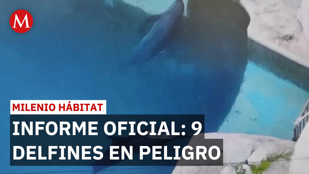 Informe documenta graves enfermedades de los nueve delfines en Dolphin Discovery | Milenio Hábitat