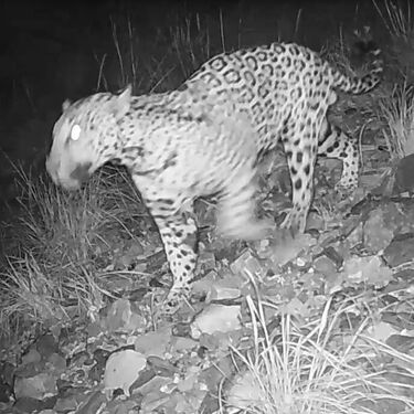 El jaguar “Cinco”, procedente de México, fue captado nuevamente en Arizona, donde la construcción del muro fronterizo amenaza su corredor biológico.