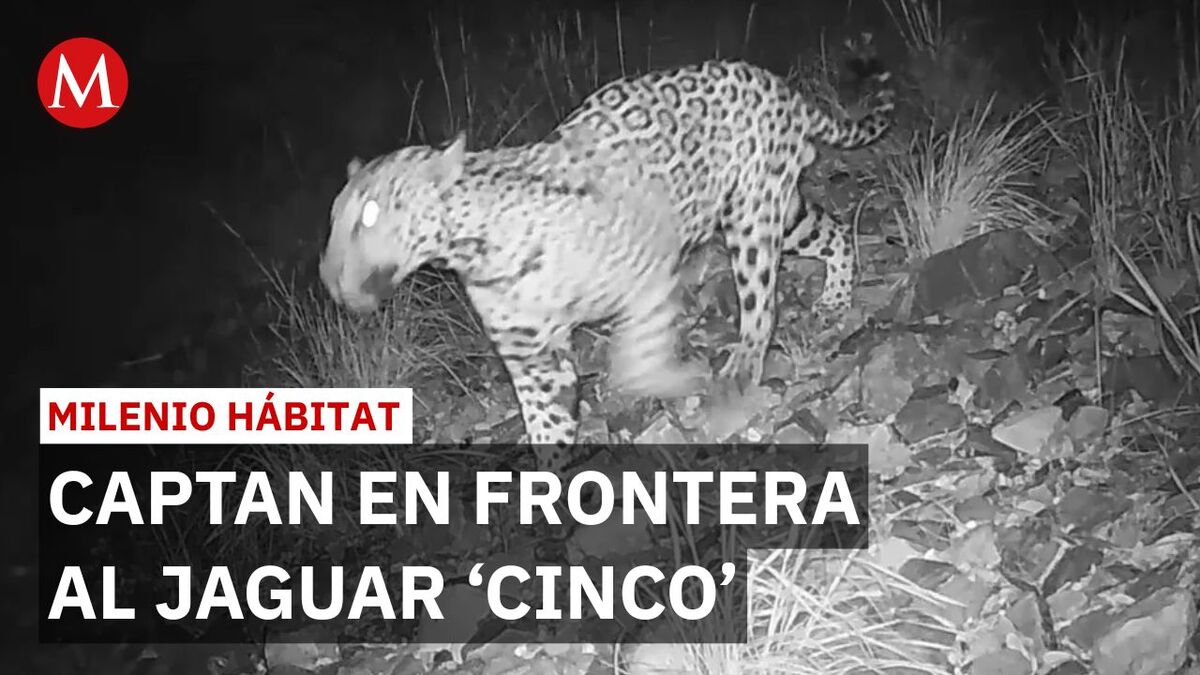 Muro fronterizo frena paso de 'Cinco', jaguar mexicano captado cerca de Arizona | Milenio Hábitat
