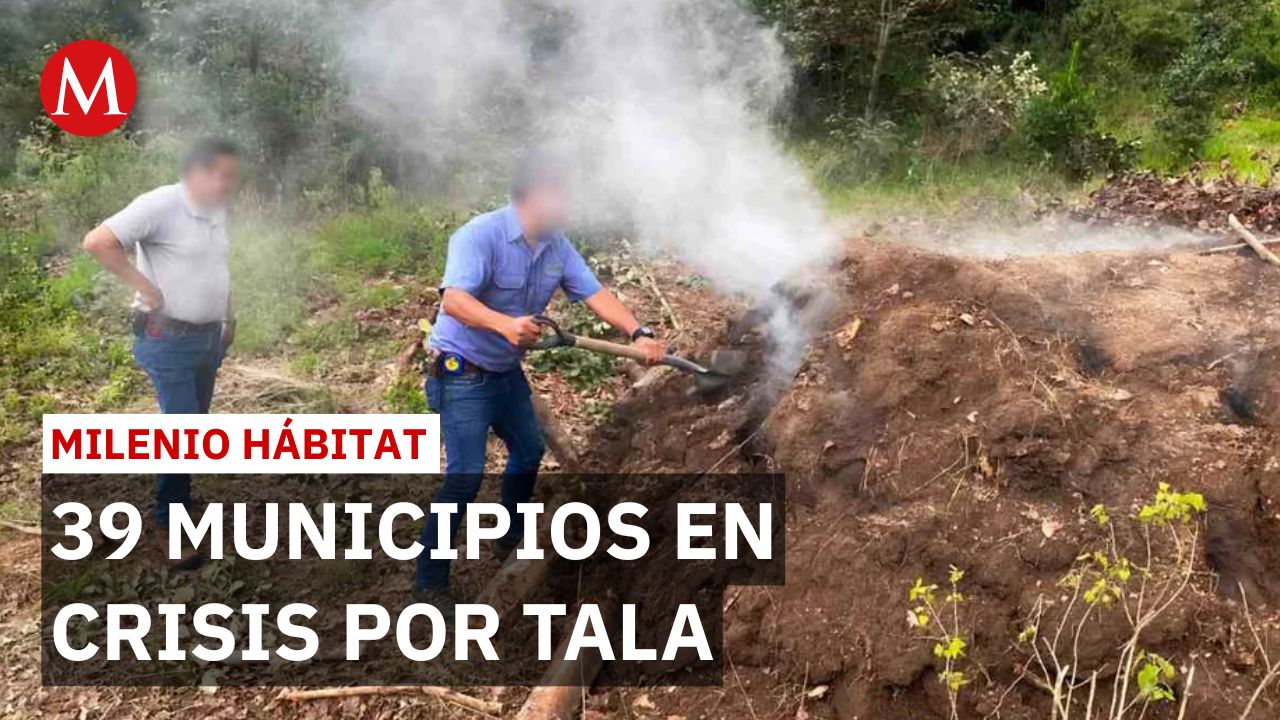 Profepa enfrenta criminales en operativos contra tala ilegal en México | Milenio Hábitat