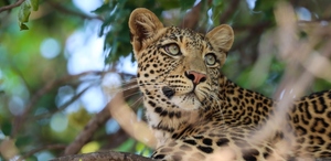 'Reino de la Sabana' serie documental de Discovery Channel que narra la supervivencia de felinos salvajes