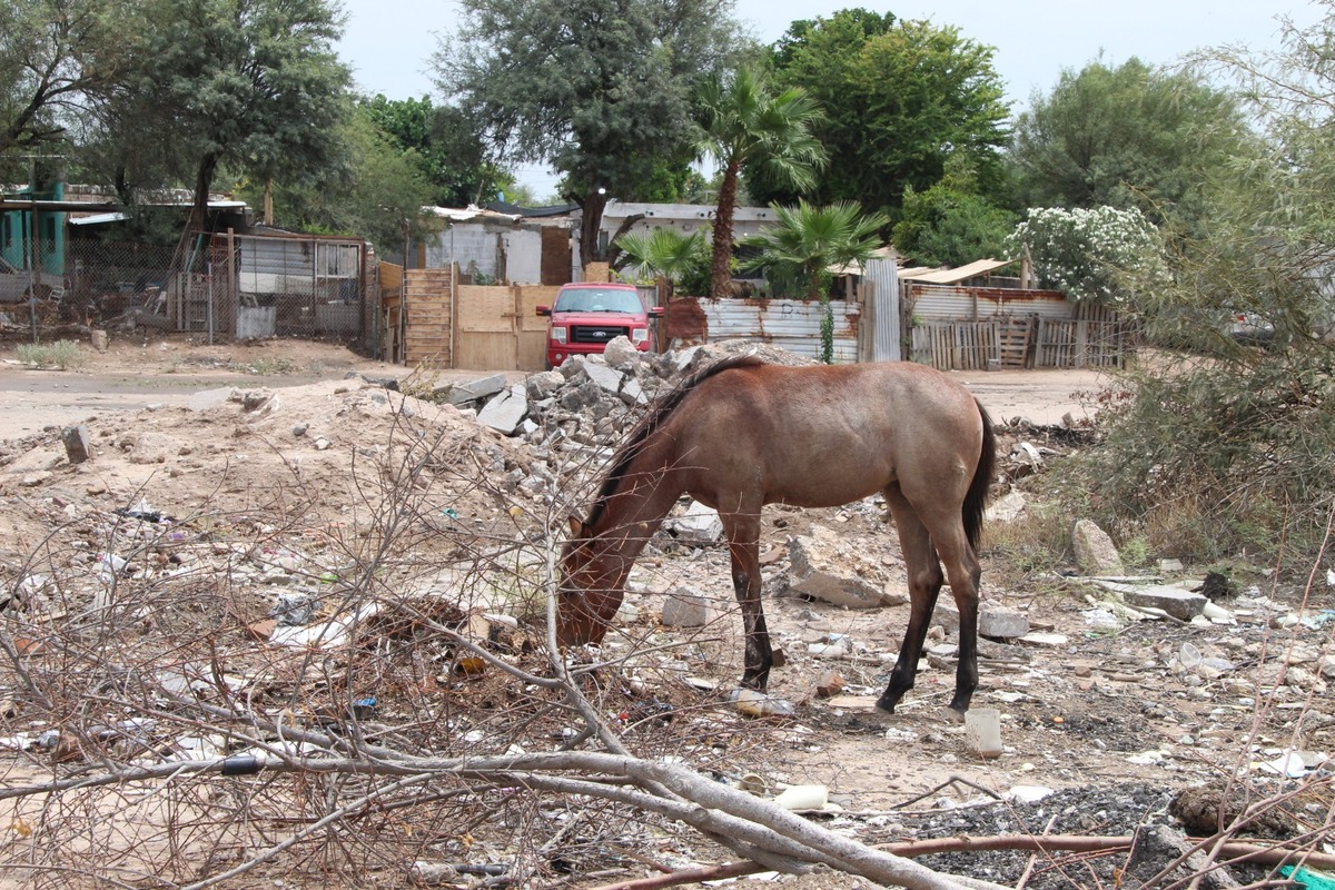 La crianza de animales de traspatio sobrevive en los antiguos ejidos de La Laguna pese al avance de la mancha urbana. | Foto: Roberto Amaya.