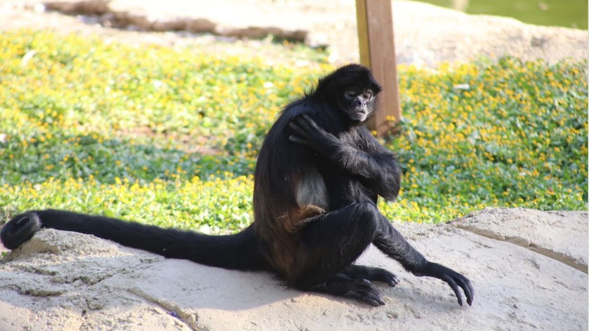 El Zoológico de León reconoció que aún cuentan con ejemplares que no tienen registro ante la SEMARNAT. | Dany Béjar
