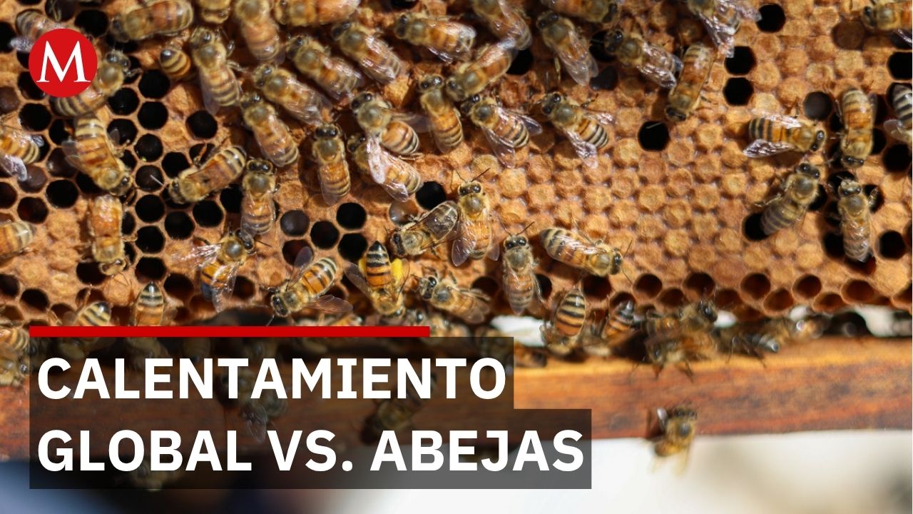 Apicultores alertan: el calor mata abejas pero nadie lo nota hasta que es tarde
