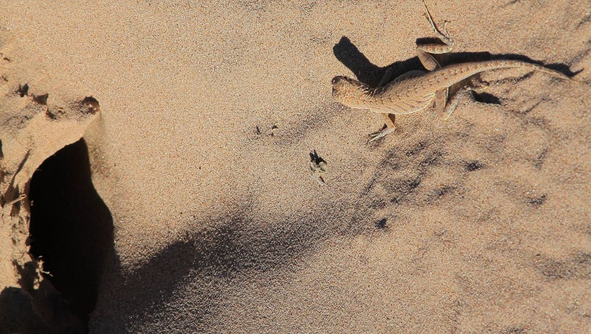 Biólogos alertan sobre amenaza a la flora y fauna del desierto por expansión urbana en La Laguna. | Verónica Rivera