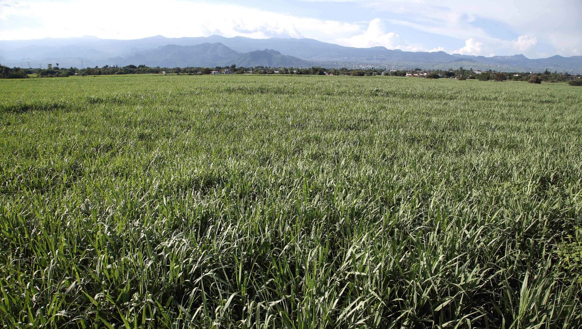 Caña de azúcar. | Foto: Especial
