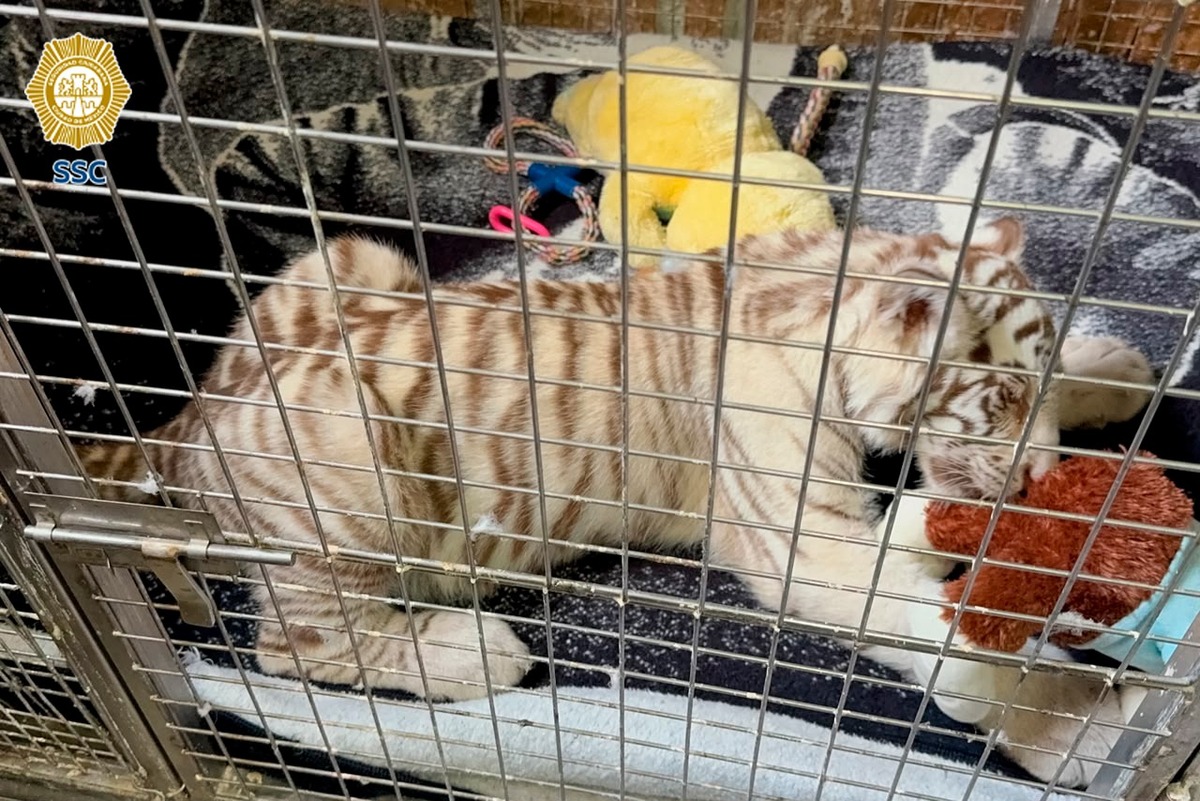 El verdadero dueño del animal presumía al tigre en redes sociales.