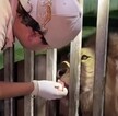 Elías Ibarra alimenta a "Tovar" con carne roja donde le introduce su medicamento. | Facebook: Jesús Elías Ibarra Rodríguez