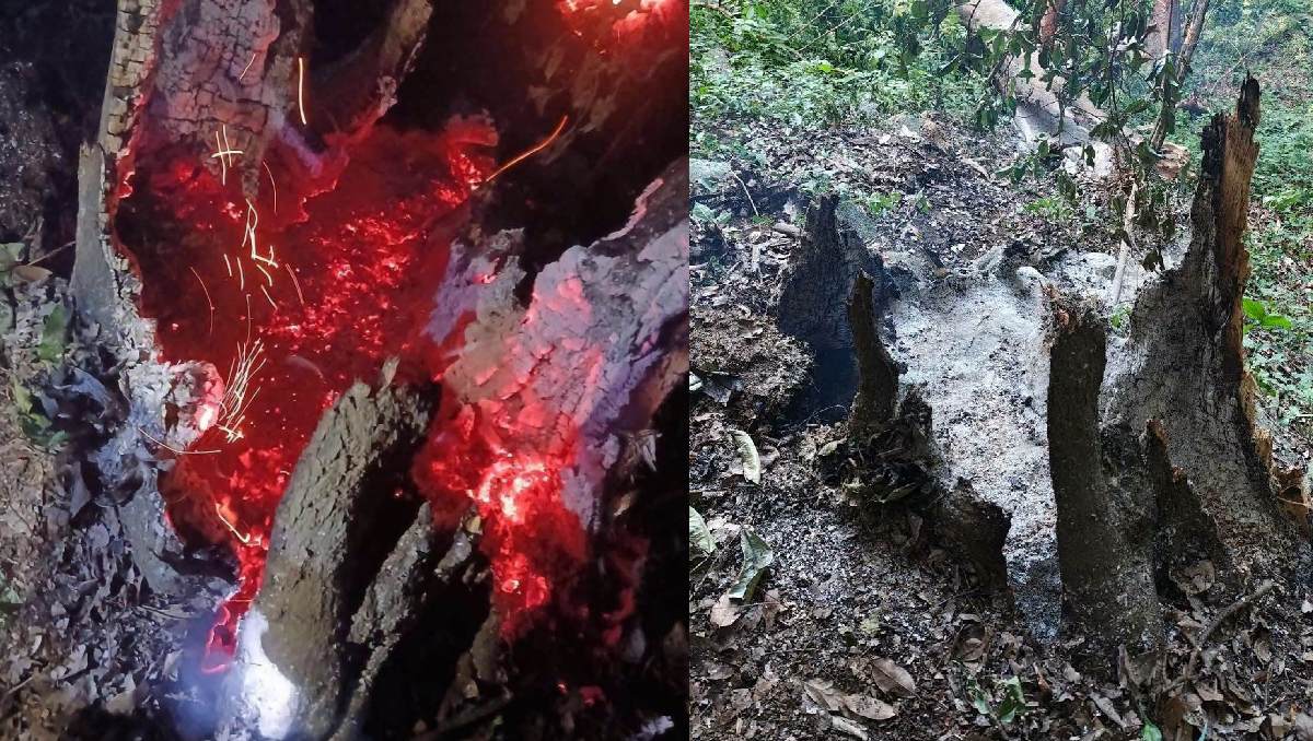 El fuego en un árbol generó especulaciones sobre una posible caída de meteorito. | Especial
