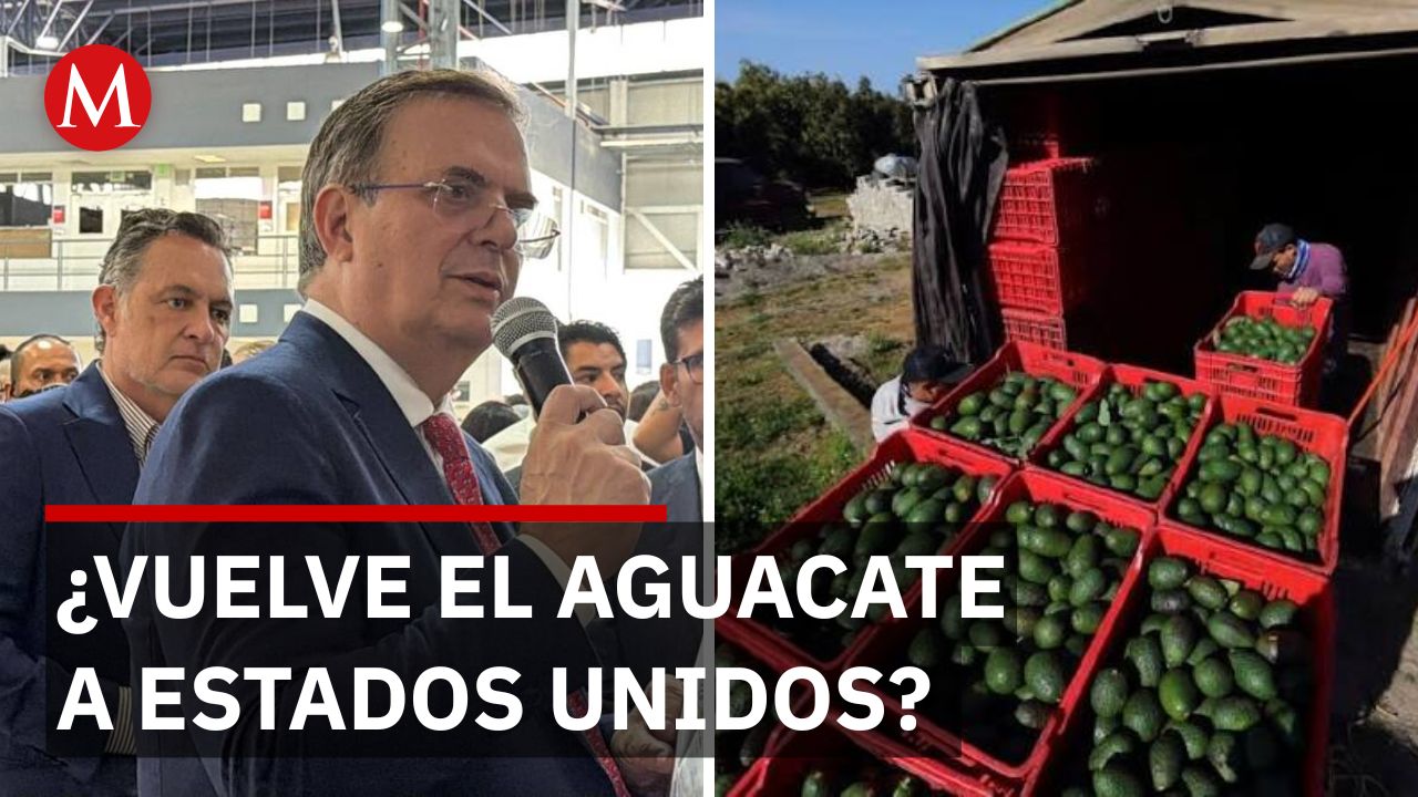 México negocia reapertura total de exportaciones de aguacate con EU