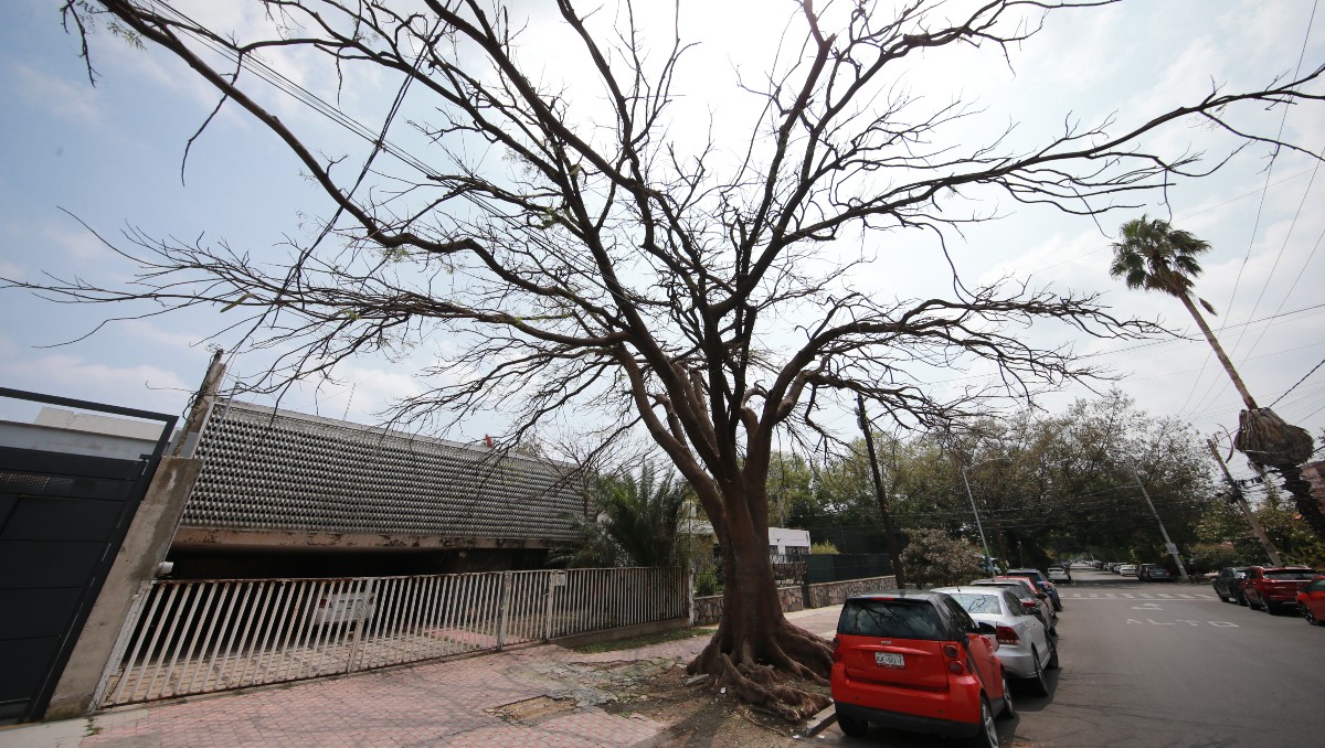 Piden considerar planeación y especies adecuadas al plantar árboles en el Área Metropolitana de Guadalajara (Cortesía Comunicación Social UdeG)