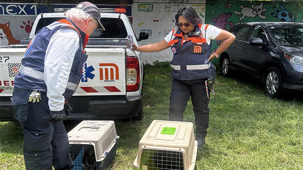 Pulsi fue rescatado de las vías de la estación Impulsora de la Línea B del Metro de la CdMx | Especial