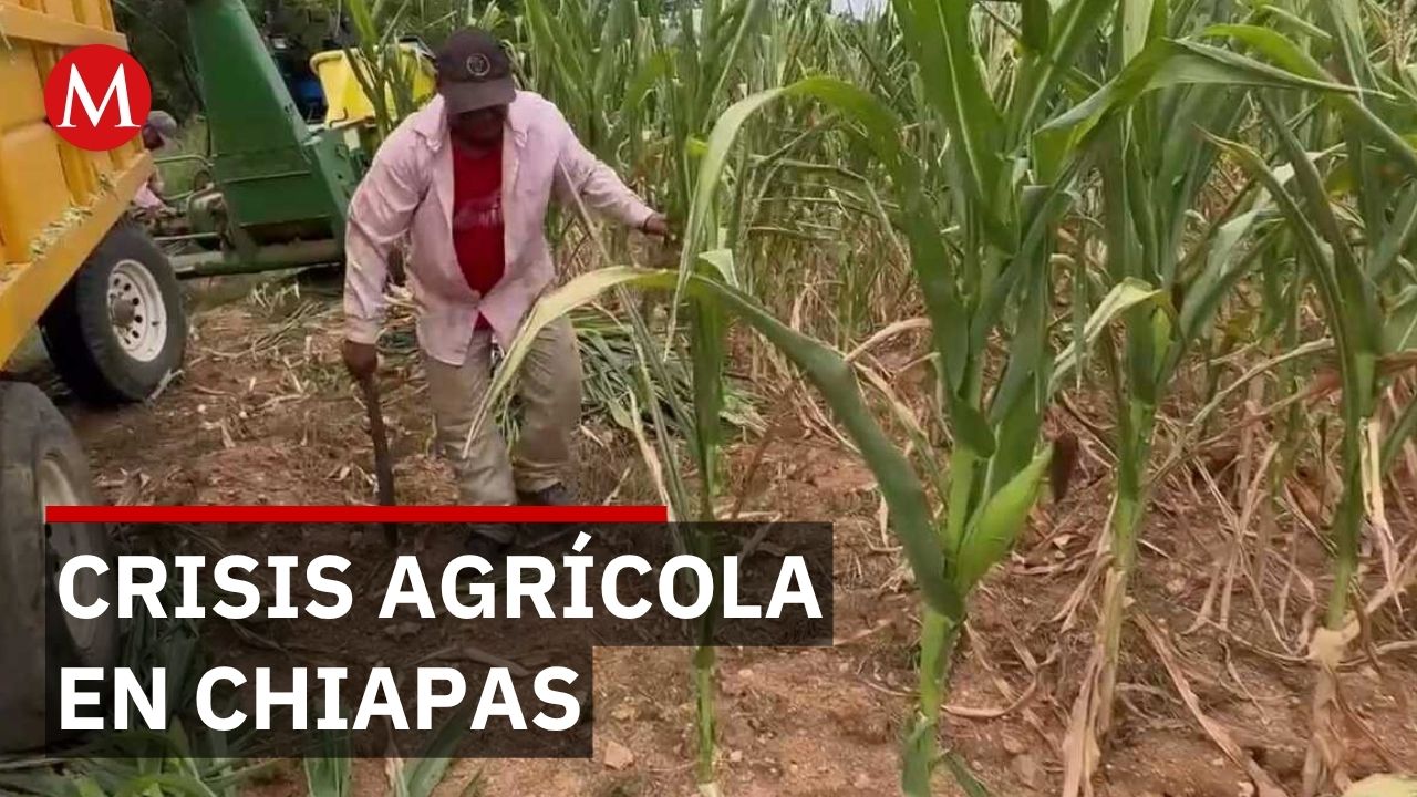 Sequía amenaza 40% de cultivos de maíz en Chiapas y afecta economía familiar