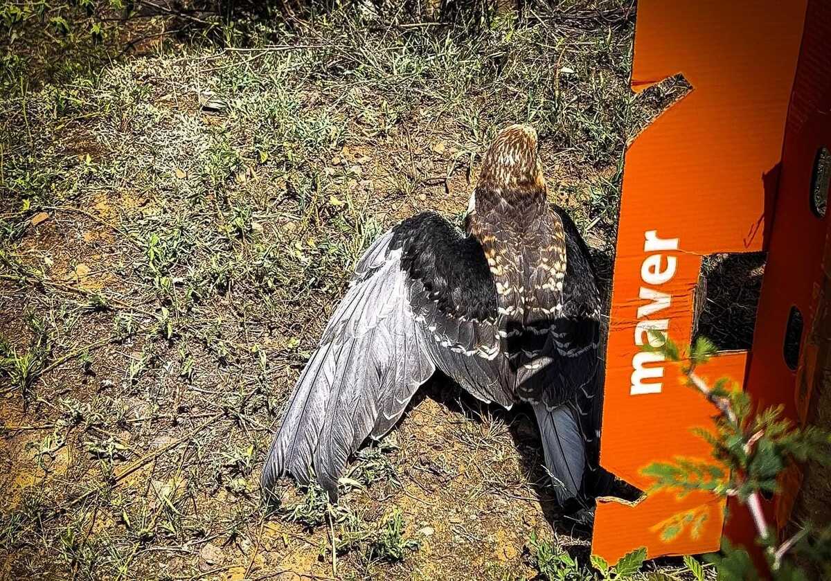 Animales regresaron a su hábitat natural. (Cortesía)