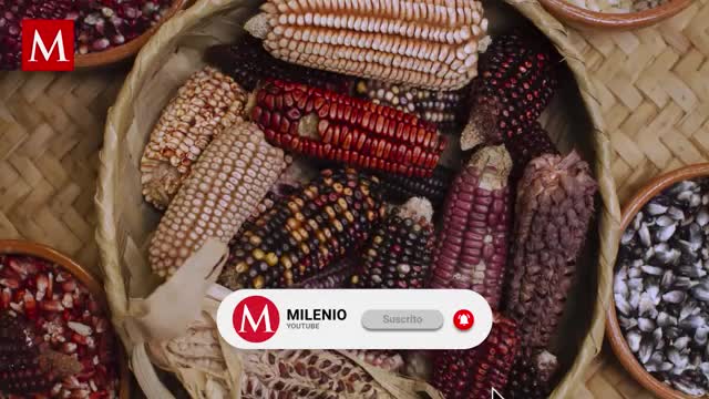 ¿Quién busca controlar el maíz? Así disputan las corporaciones su control en México
