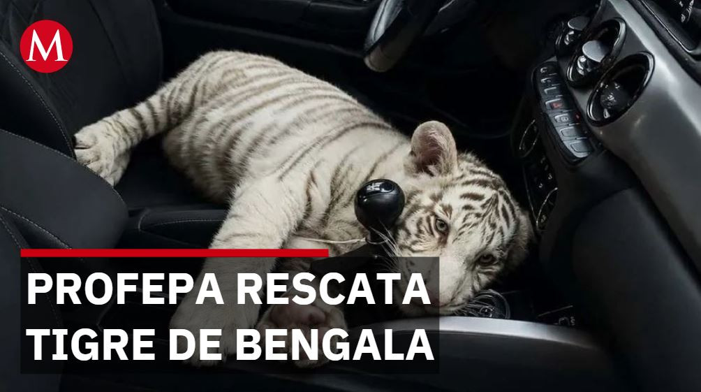 Cachorra de tigre de bengala rescatada en CdMx es trasladada a Profepa