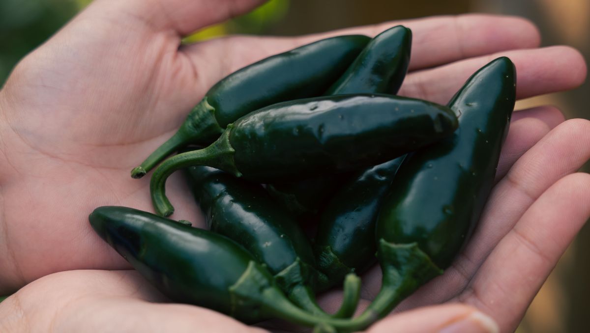 La Cofepris inspeccionó los chiles jalapeños de una empacadora neoleonesa. | Especial