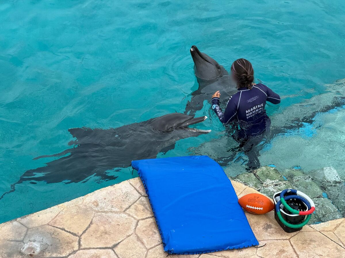 Los delfines pertenecen a Dolphin Discovery Ventura Park, en Cancún, Quintana Roo. | Foto: Profepa
