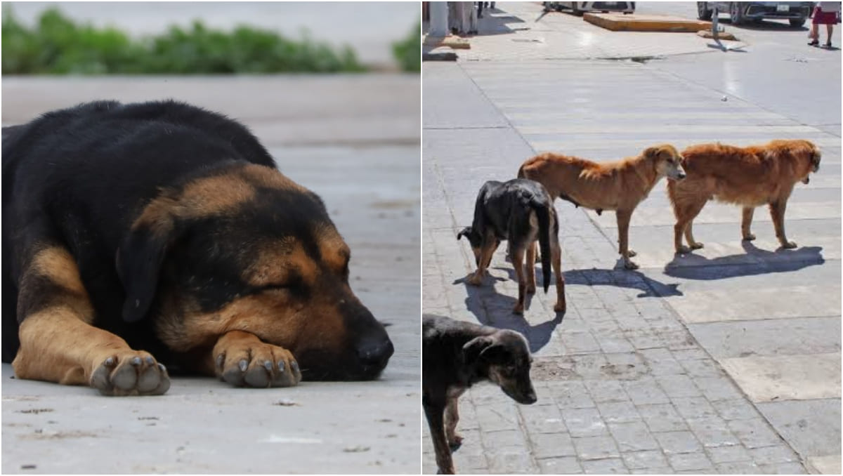 El número de perros sin vida no ha sido determinado por las autoridades. | Especial