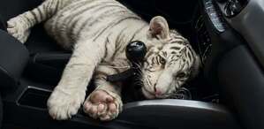El tigre fue localizado en los asientos delanteros del automóvil en Iztapalapa. | Foto: SSC-CdMx