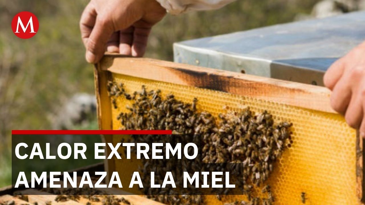 Apicultores alertan sobre daños en colmenas por calentamiento global en Jalisco