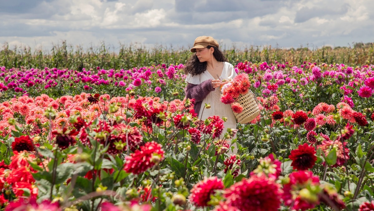 Dalia, la flor oficial de México que busca reconocimiento social