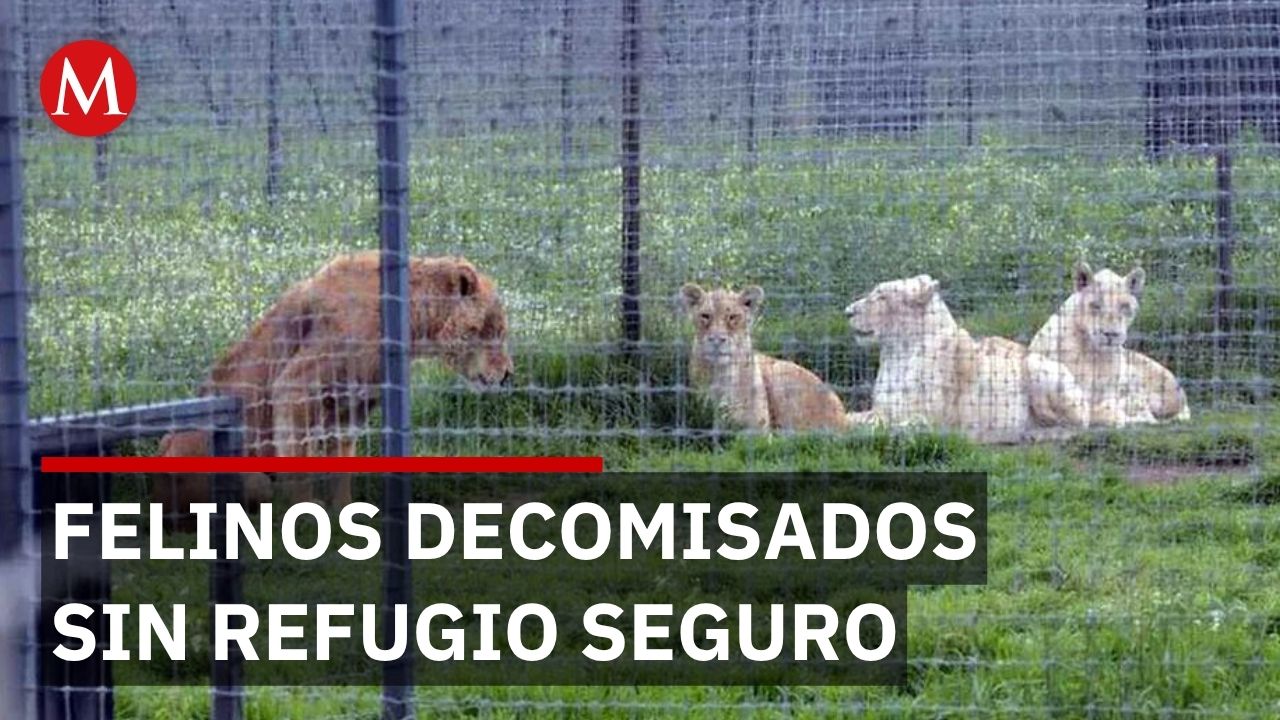 Decomisan felinos en México pero organizaciones civiles asumen gastos de rescate