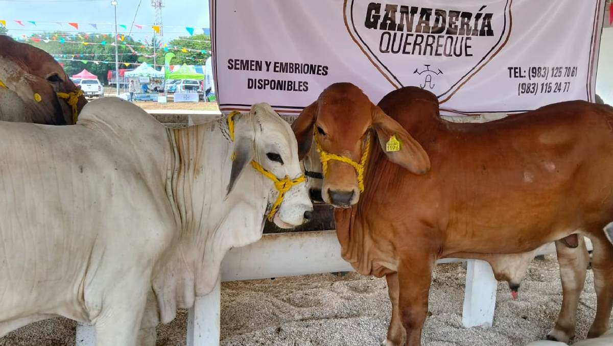 Ganado bovino en Quintana Roo, sector relacionado con el caso denunciado por productores de Bacalar. | Especial