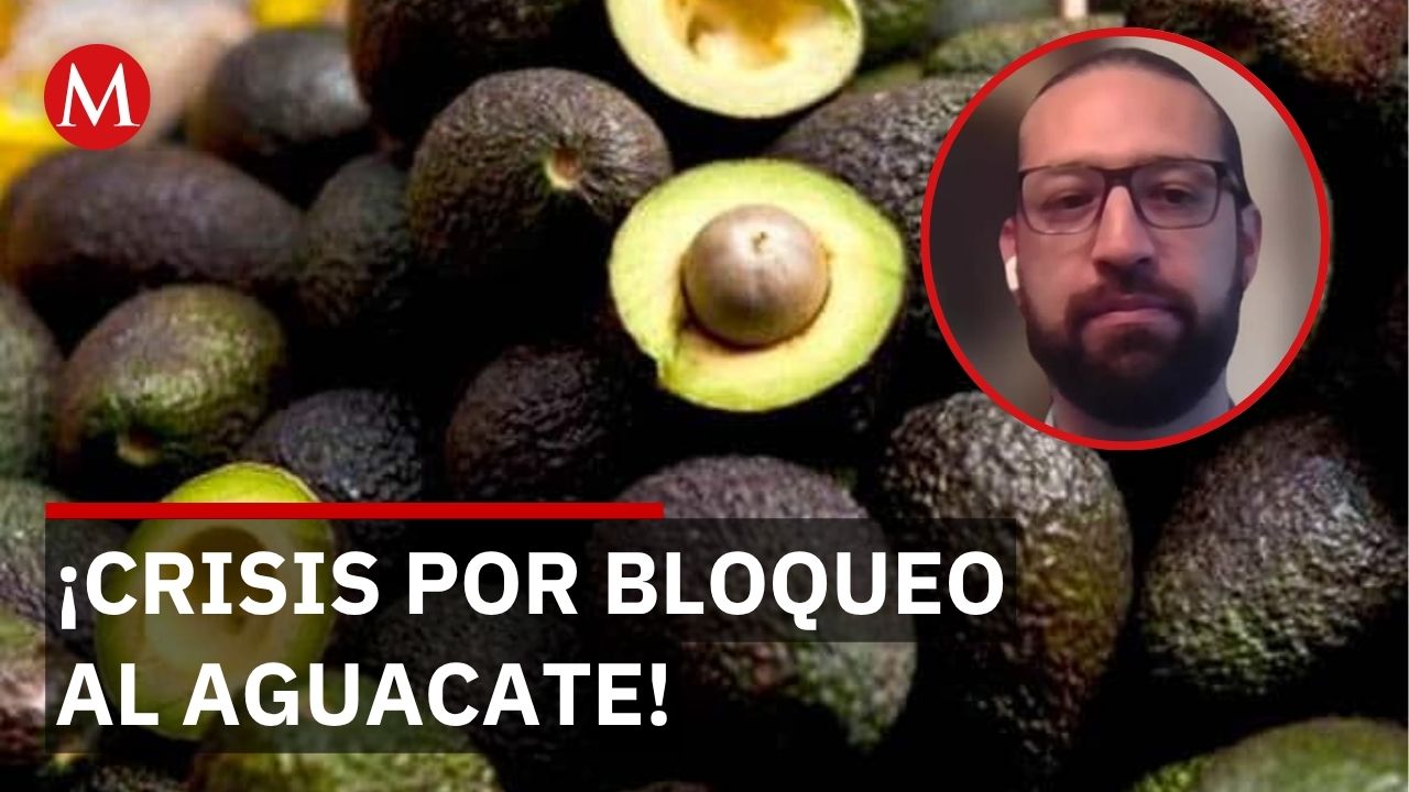 Inseguridad en Michoacán afecta exportación de aguacate mexicano hacia EU