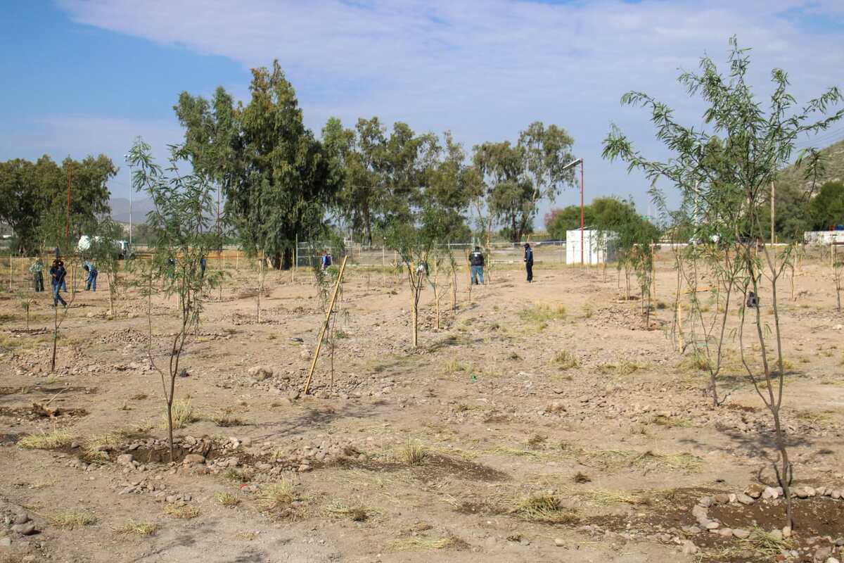En Lerdo, plantan 800 árboles en nuevo Bosque Urbano. | Rolando Riestra.