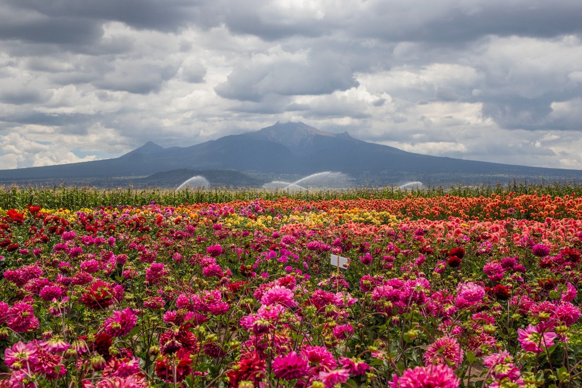 El paisaje rural que ocupa más de una hectárea, se ha convertido en un sitio maravilloso para los asistentes. MELANIE TORRES