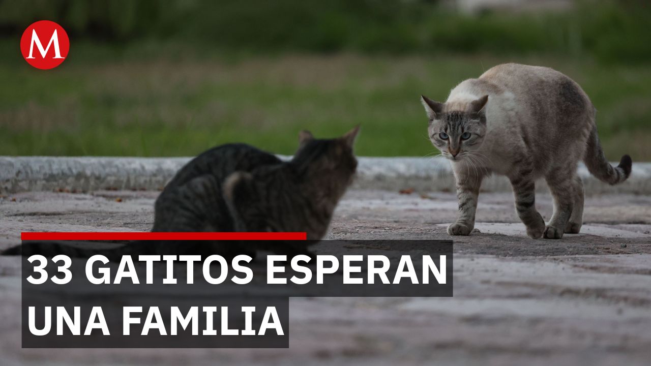 Rescatistas de Guadalajara buscan apoyo para ayudar a 33 gatos abandonados