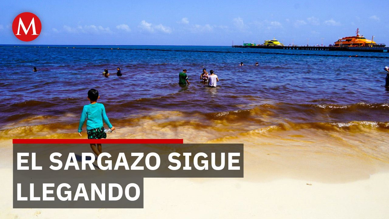 Sargazo alcanza cifras atípicas y amenaza las playas del Caribe Mexicano