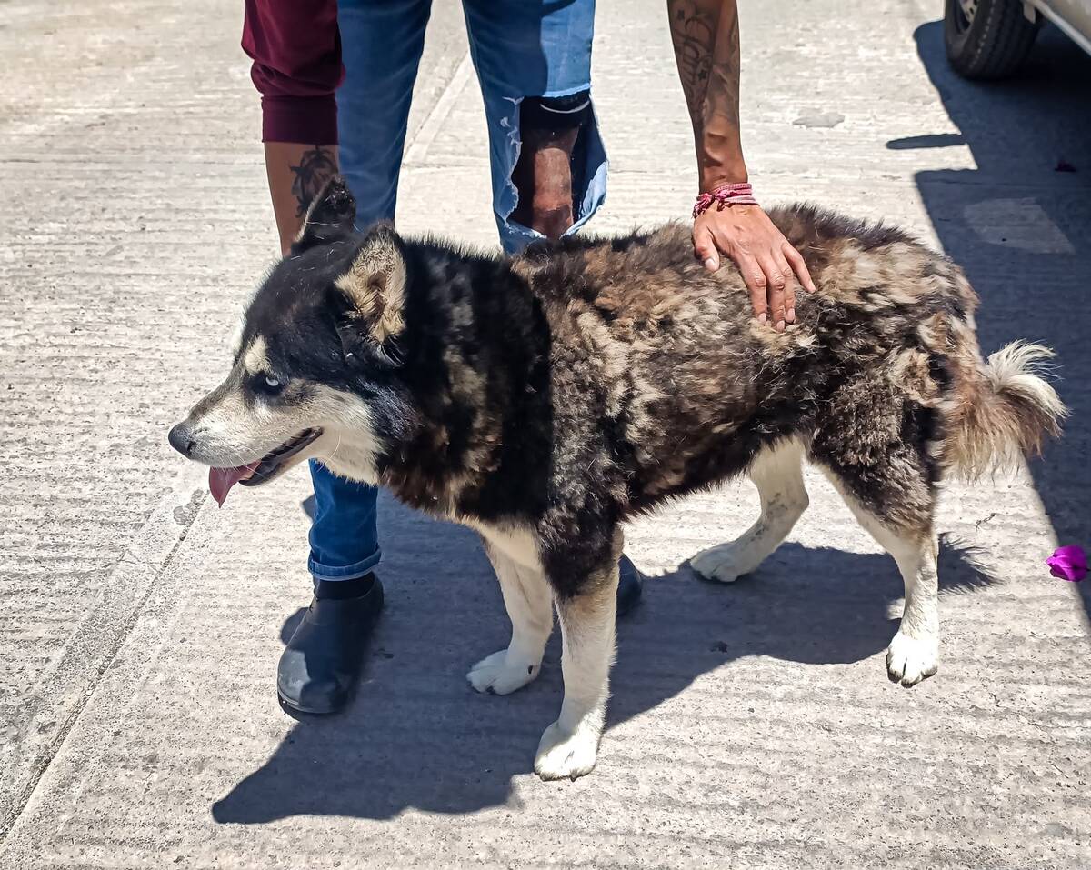 Utilizaron un dron y confirmaron la presencia de un perro tipo Husky, que carecía de alimento y agua. (Cortesía)