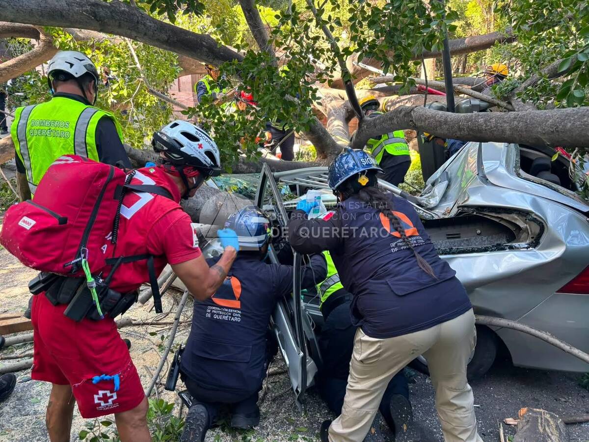 Un árbol de la Alameda Hidalgo cayó sobre la avenida Corregidora en Querétaro, dejando un conductor fallecido, dos lesionadas y seis autos dañados.