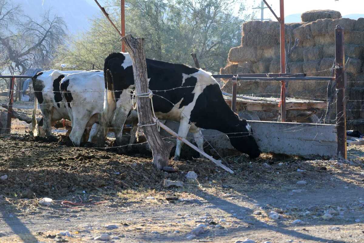Coahuila entrará en segundo bloque para exportar ganado a EU.| Rolando Riestra.
