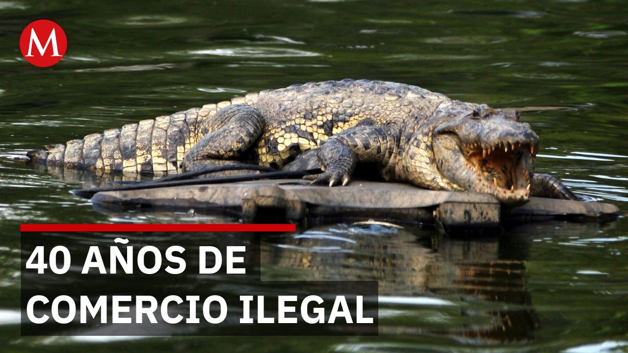 Comercio ilegal de piel de cocodrilo llega a Guanajuato y abastece al sector del calzado