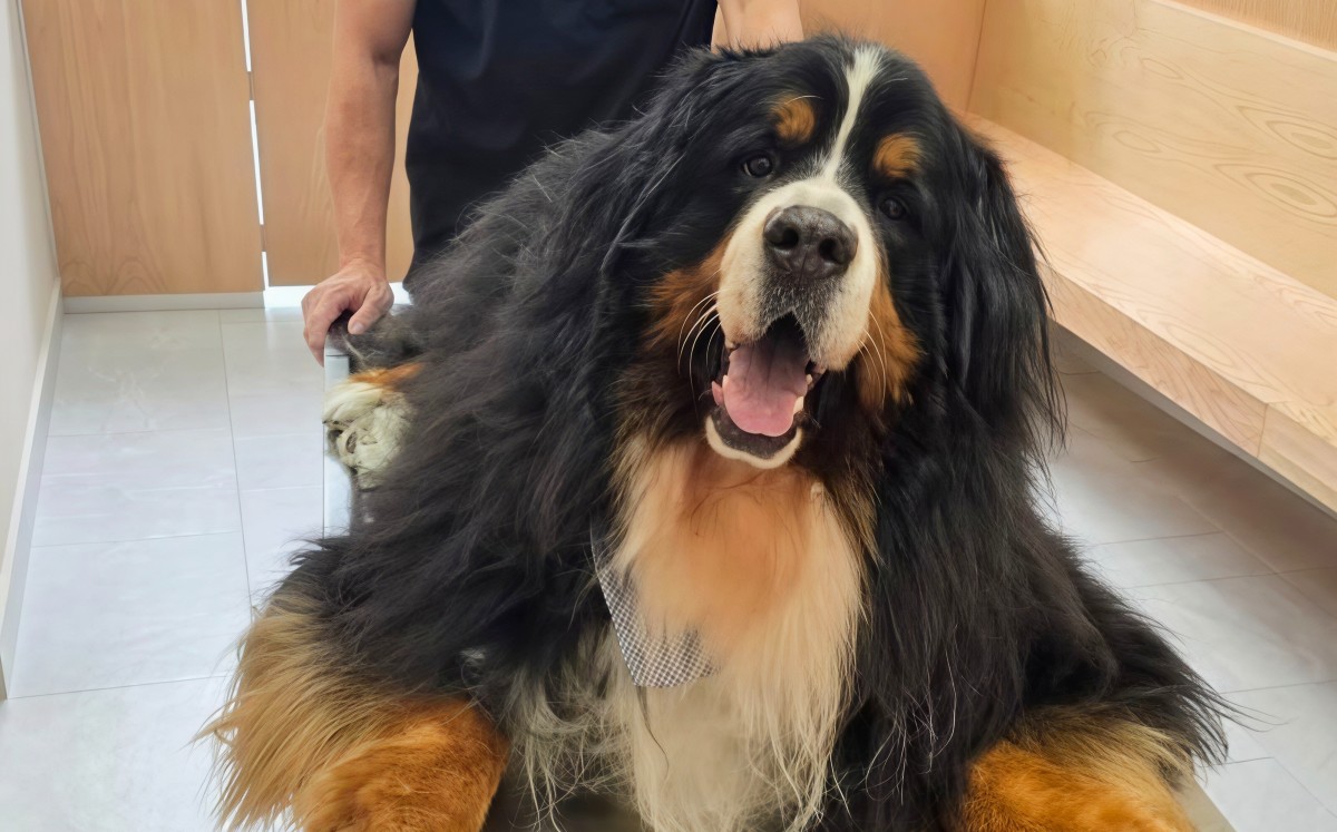 El Médico veterinario precisa el rol de las mascotas en la actualidad. / Especial