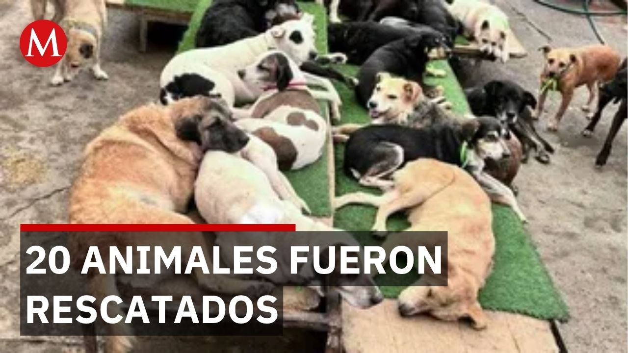 Rescatan 20 animales en hacinamiento: gatitos de un mes entre los hallazgos en Jalisco