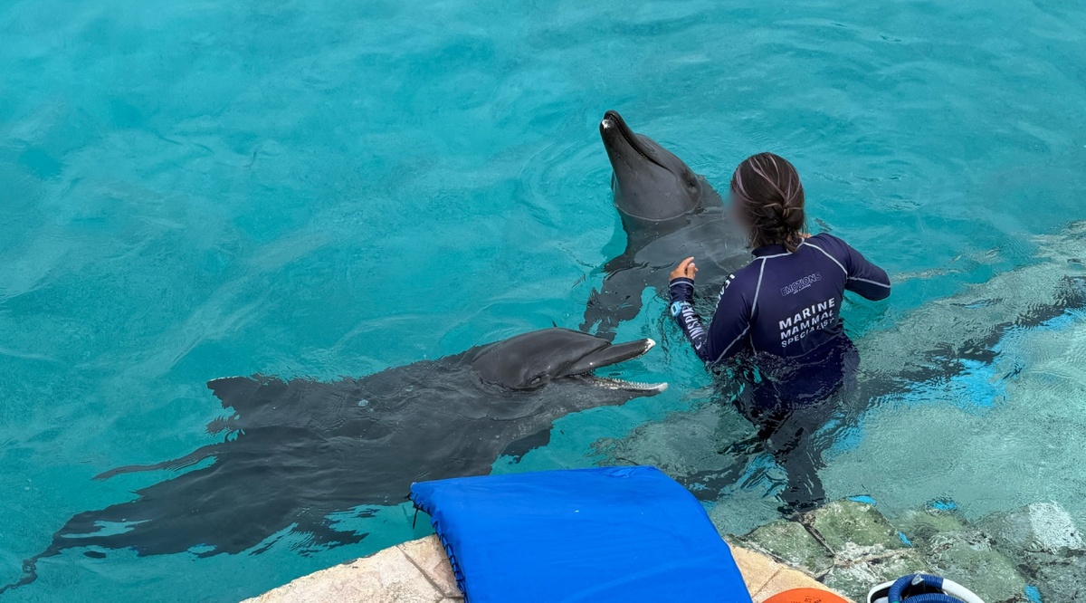 Los cetáceos permanecen bajo resguardo de Profepa en Cancún. | Profepa