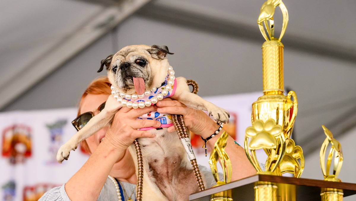 Jinny Lu, celebra haber ganado el primer lugar en el concurso del perro más feo del mundo en la Feria del Condado de Sonoma. | AP