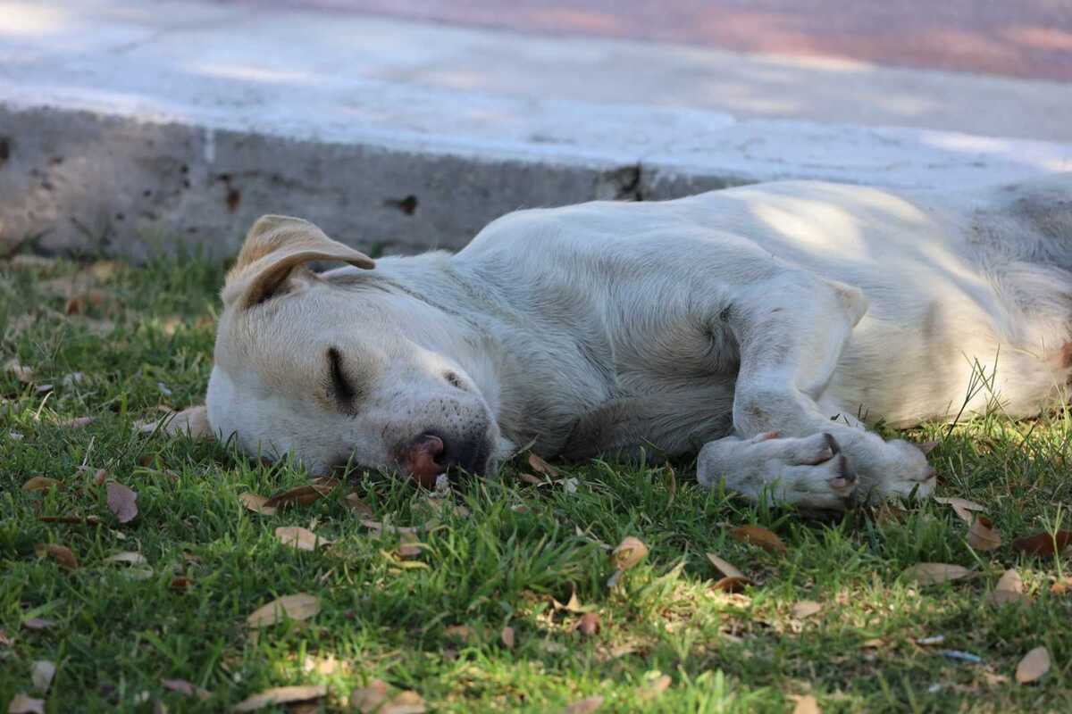 Más de 100 mil perros y gatos viven en las calles de Durango.| Verónica Rivera.