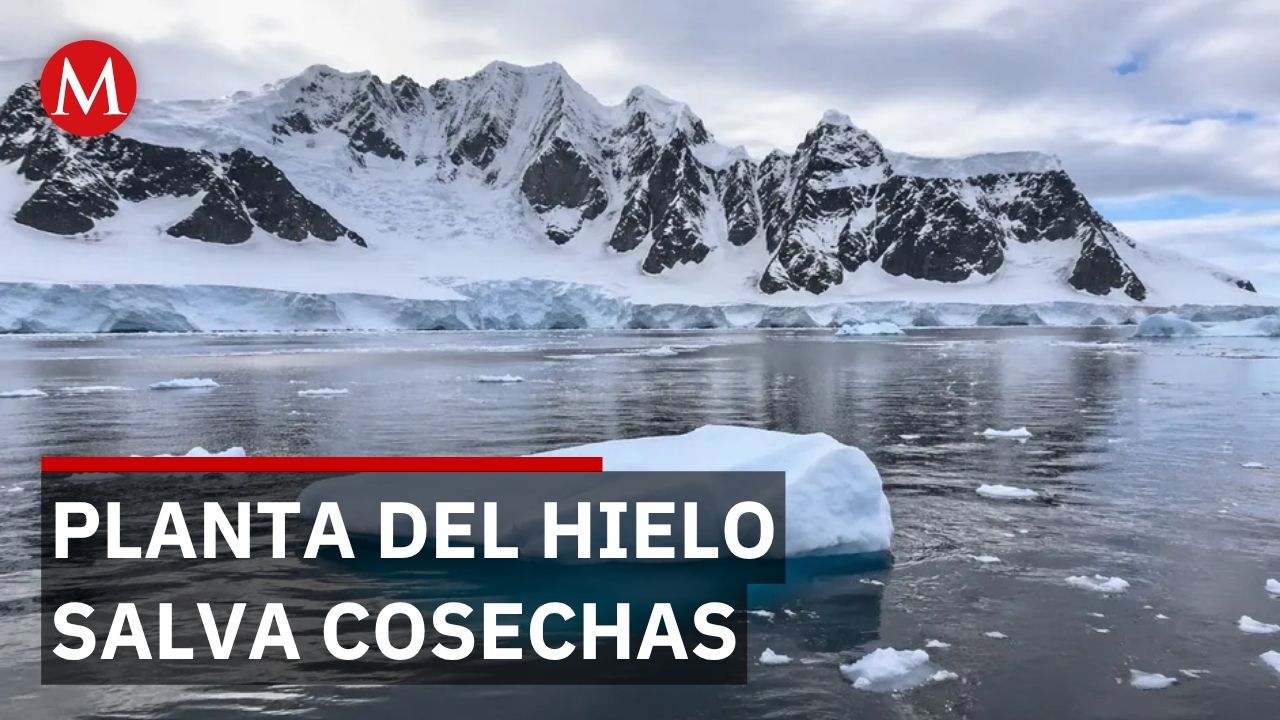 Planta antártica podría revolucionar cultivos en desiertos y zonas áridas del mundo