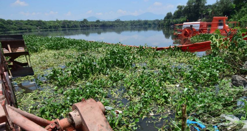 Presencia del lirio han afectado a la población, particularmente por el aumento de temperatura y humedad. (Francisco Villeda)